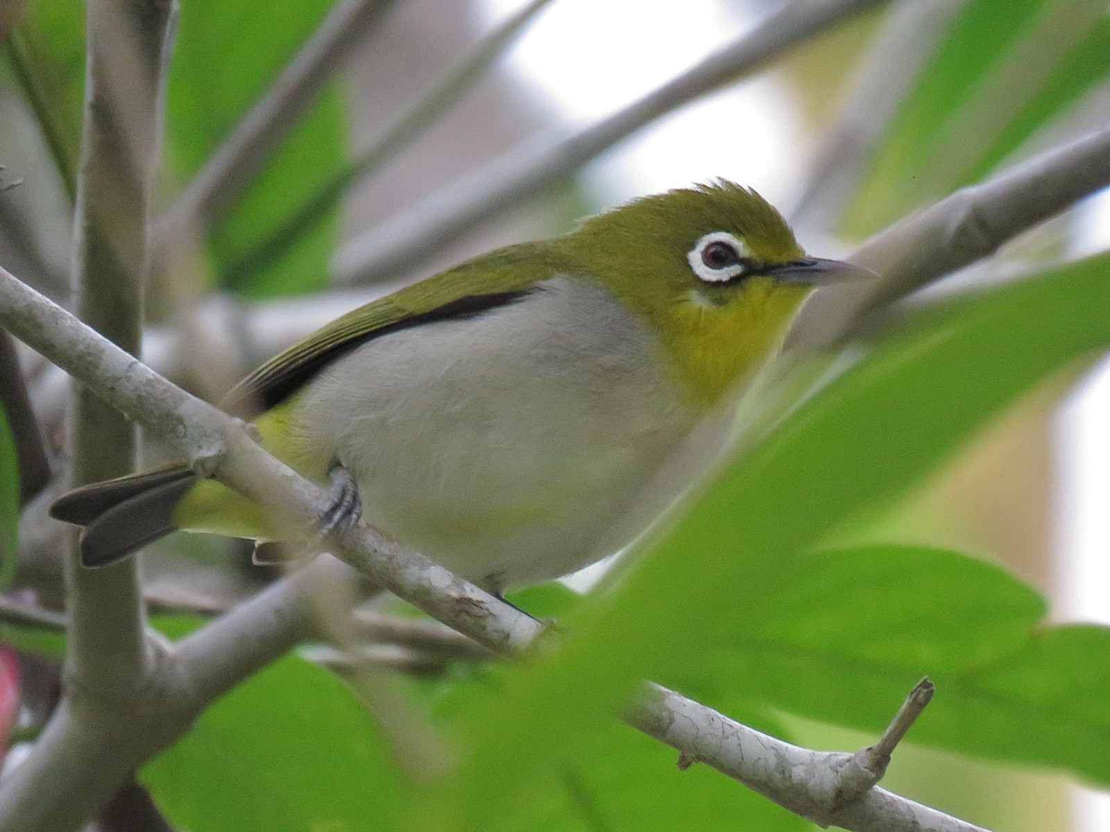image Swinhoe's White-eye